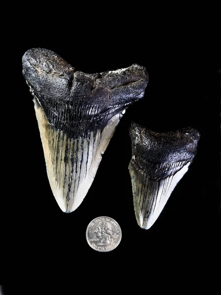 Dientes Prehistóricos Megalondon Shark Alrededor Millones Años Edad —  Fotos de Stock