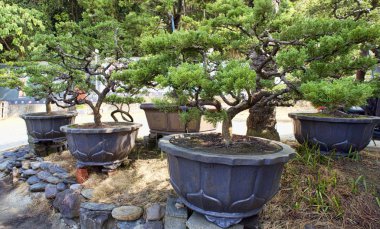 Bonsai Ağaçlar Tayvan topluluğu.
