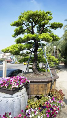 Asya bonsai ağacı parlak çiçek karton ile sırlı Bahçe tencerede.