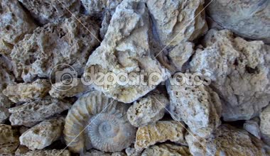 Texas kireçtaşı Ammonit kalker kayaların içinde gömülü...