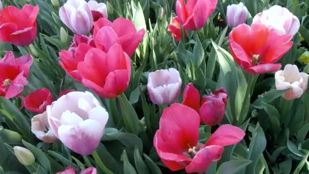 Close Van Roze Rode Tulpen — Stockvideo