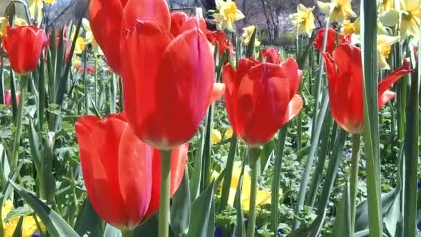 Κοντινό Πλάνο Του Κόκκινες Τουλίπες Στον Κήπο Λουλουδιών — Αρχείο Βίντεο