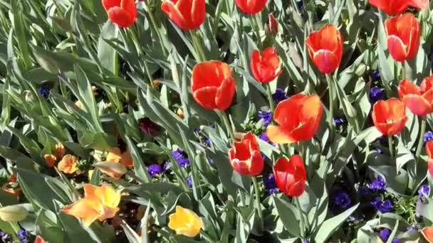 Primer Plano Tulipanes Rojos Jardín Flores — Vídeos de Stock