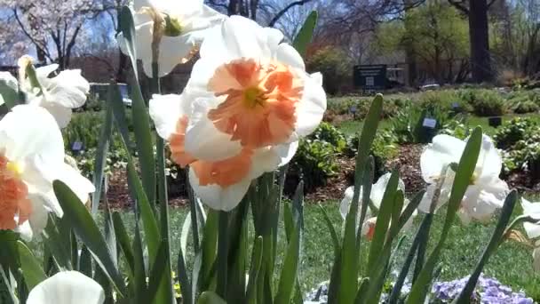 Primer Plano Las Flores Blancas — Vídeos de Stock