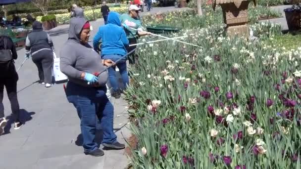 Dallas Texas Março 2019 Jardineiros Dallas Arboretum Garden Cortando Tulipas — Vídeo de Stock