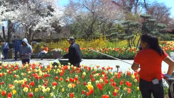 Dallas Texas Március 2019 Kertészek Dallas Arborétum Garden Asztalosipari Tulipánok — Stock videók