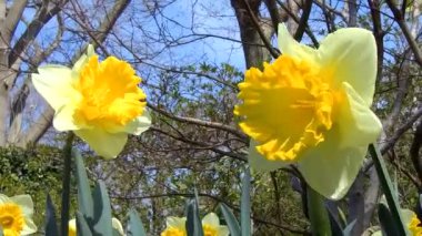 İlkbaharda sarı çiçeklerin yakın çekim. 