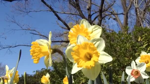 Κοντινό Χρώμα Των Κίτρινων Λουλουδιών Στην Άνοιξη — Αρχείο Βίντεο