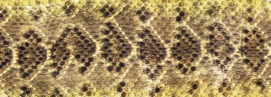Texas diamondback çıngıraklı yılan.