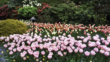 Taze Bahar Laleleri.