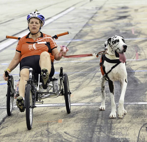 Gigante Dalmation e bicicleta Ridder . Fotografia De Stock