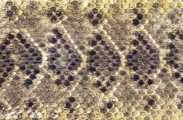 Texas Diamondback Rattle pele de cobra . — Fotografia de Stock