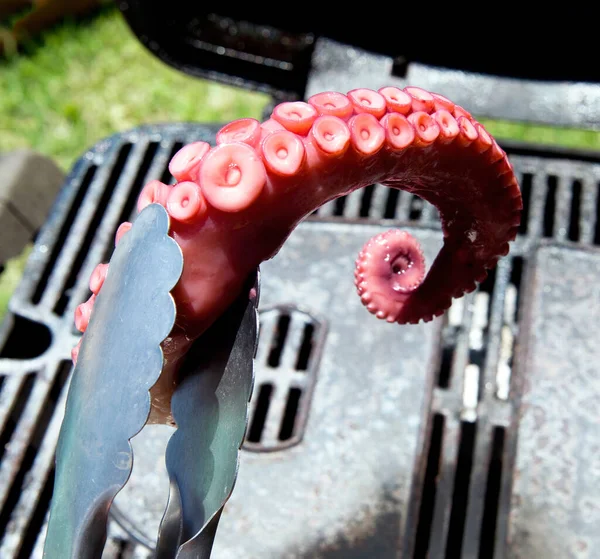 Pulpo Fresco Listo Para Barbacoa — Foto de Stock