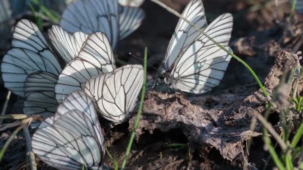 Zwart Groen Geaderde Witte Vlinder Aporia Crataegi — Stockvideo