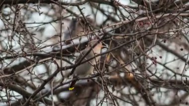 İpekkuyruk (Bombycilla garrulus) yabani elma