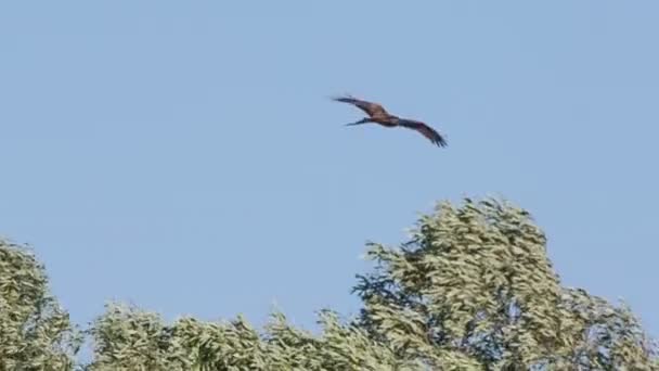 Svarta Draken Flyger Över Skogen — Stockvideo