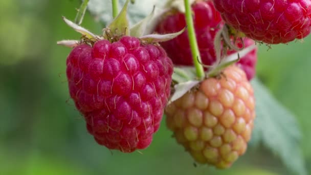 在一个分支上成熟莓 — 图库视频影像