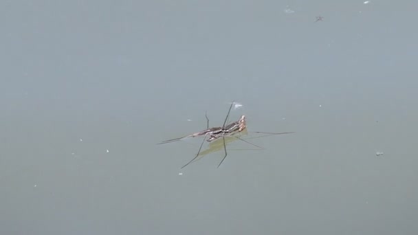 Water Strider Living Surface Water — Stock Video