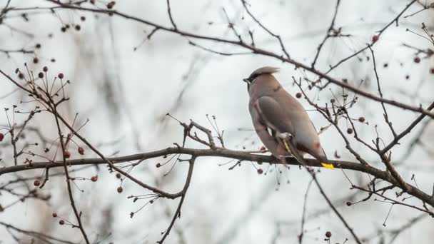 Waxwing Bombycilla Garrulus Wild Apple — Stock Video