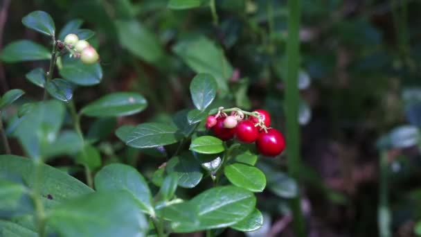 Rote Beeren Der Preiselbeere Aus Nächster Nähe — Stockvideo