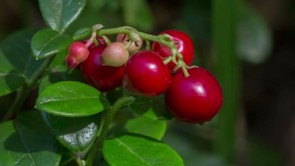 Rote Beeren Der Preiselbeere Aus Nächster Nähe — Stockvideo