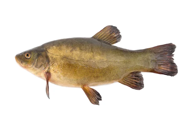 Золотая Рыба Белом Фоне — стоковое фото
