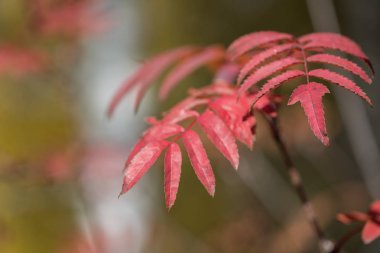 bulanık bir arka plan üzerinde kırmızı rowan bırakır