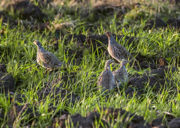 Three Gray Partridges Plowed Field — Stock Photo, Image