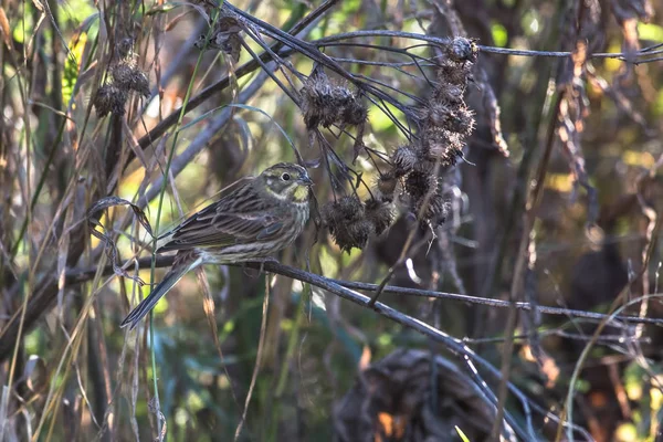 Yellowhammer Est Assis Sur Une Branche Une Bardane Sèche — Photo