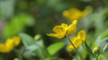 sarı çiçekler Buttercups vahşi
