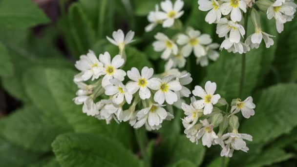 Gele Bloemen Buttercups Wild — Stockvideo