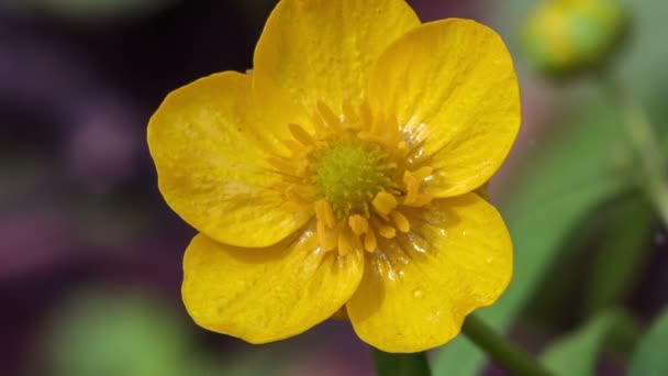 Желтые Цветы Лютики Дикие — стоковое видео