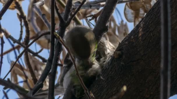 Chaffinch Female Buduje Gniazdo — Wideo stockowe