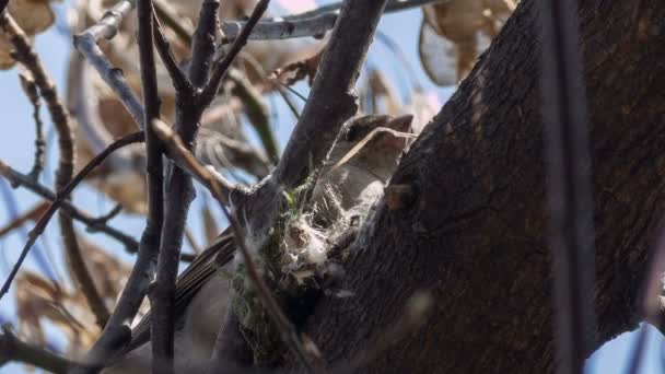 Buchfinkenweibchen Baut Ein Nest — Stockvideo