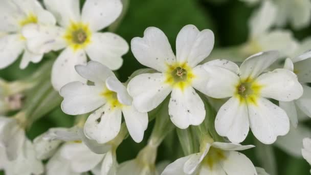 Flores Blancas Primula Salvaje — Vídeos de Stock