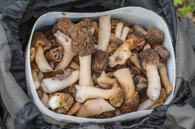 mantar morels
