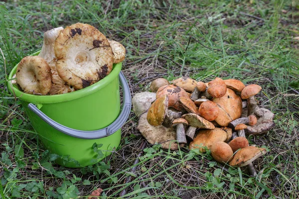 Mushrooms — Stock Photo, Image