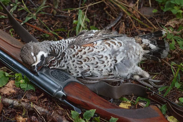 Gun and hazel grouse — Stock Image Gun and hazel grouse Stock Photo