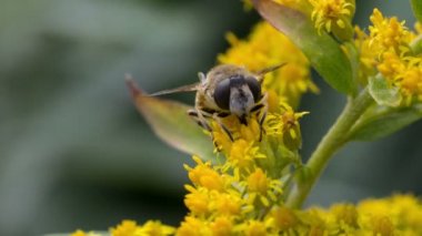 Sarı mimoza çiçekleri Üzerinde Böcekler Eristalis tenax