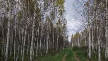 Orman yolu sonbahar ormanından geçiyor.