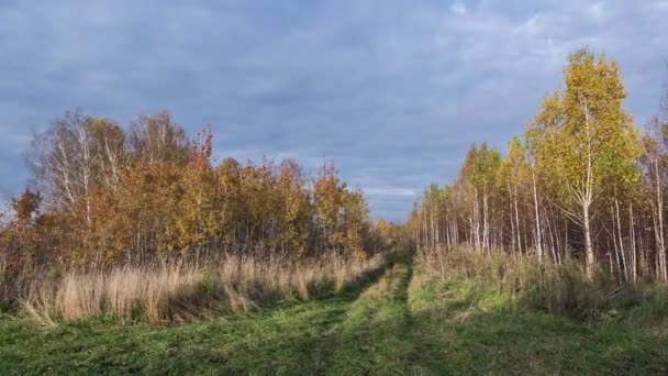 Camino Del Bosque Través Del Bosque Otoño — Vídeos de Stock