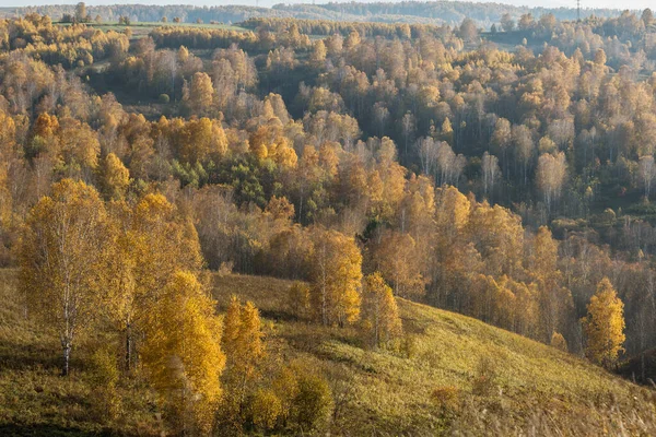 Herbstwald — Stockfoto