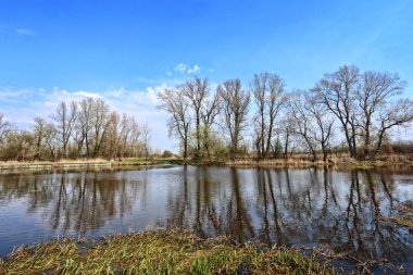 bahar bakış ağaçlar ve su