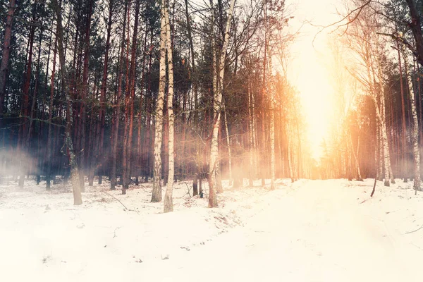 Nebbiosa Mattina Inverno Nella Foresta — Foto Stock