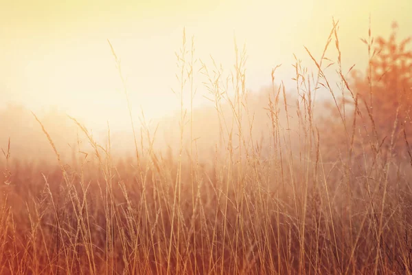 Sonniger Morgen Idyllische Landschaft — Stockfoto