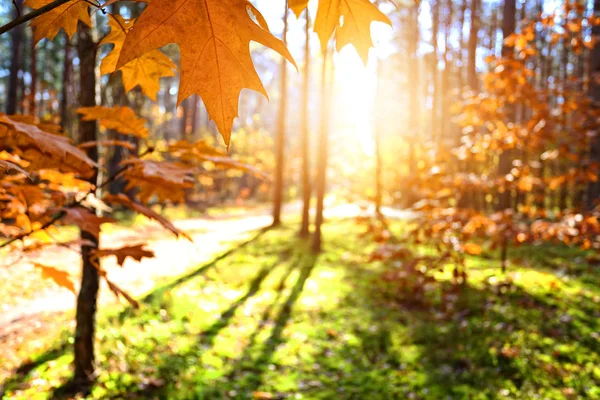 Morning Colorful Forest — Stock Photo, Image