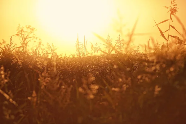 Zlaté Divoká Tráva Sunrise — Stock fotografie