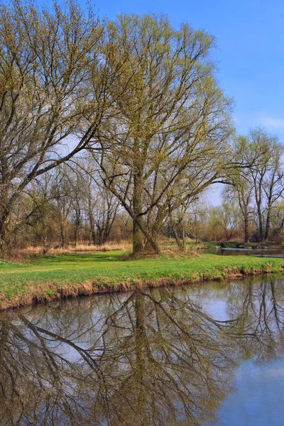 Springtime Utsikt Över Träden Speglar Sig Sjön — Stockfoto