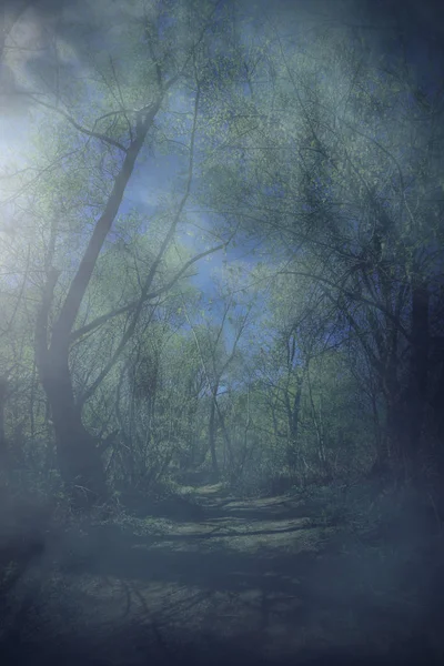 Forêt Pouilleuse Nuit — Photo