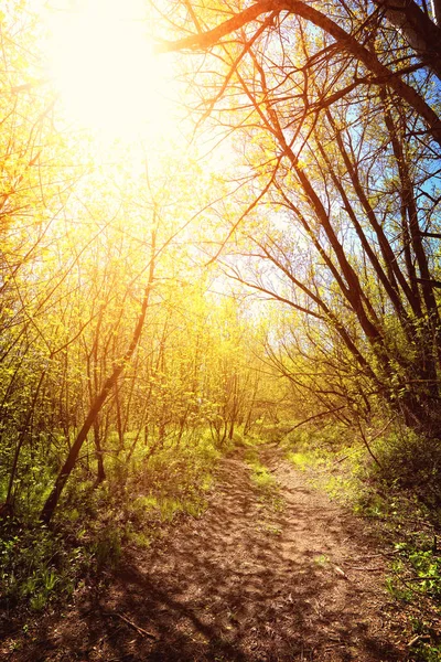 Caminho Floresta — Fotografia de Stock